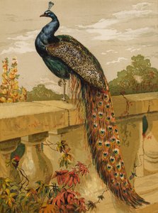 Tavus kuşu (kromolitho) by Harrison William Weir