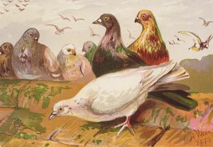 by Harrison William Weir