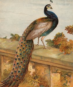  by Harrison William Weir