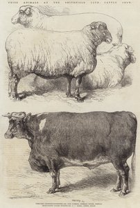 Smithfield Club Sığır Gösterisinde Ödül Hayvanları by Harrison William Weir