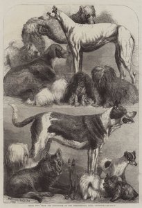 Islington, Tarım Salonundaki Sergiden Ödül Köpekleri by Harrison William Weir