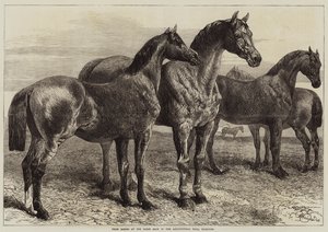Islington, Tarım Salonundaki At Gösterisinde Ödül Atları by Harrison William Weir