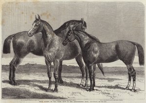 Islington, Tarım Salonundaki At Gösterisinde Ödül Atları by Harrison William Weir
