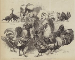 Birmingham Poultry Show