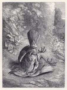 Robin Düşüşüyle Sersemletildi (gravür) by Harrison William Weir