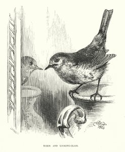 Robin ve ayna (gravür) by Harrison William Weir