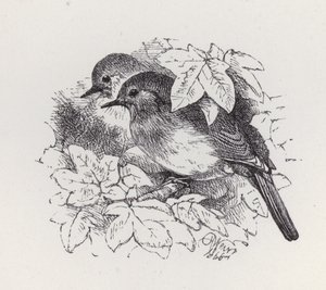 Robins (gravür) by Harrison William Weir