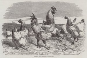 Shanghae Fowls Majestelerine takdim edildi