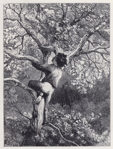 Linnet