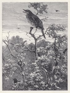 Kuşların Konseri (gravür) by Harrison William Weir