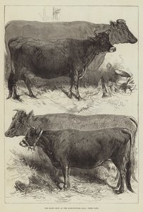 Tarım Salonundaki Süt Gösterisi, Ödül İnekler by Harrison William Weir