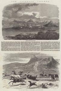 Falkland Adaları by Harrison William Weir