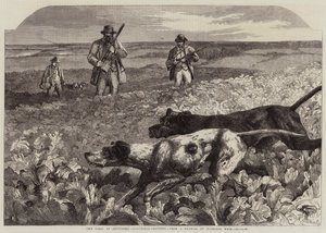 Eylülün İlki, Keklik Çekimi (gravür) by Harrison William Weir