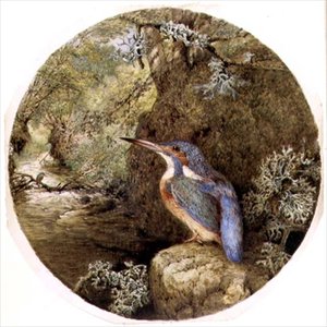 Kingfisher