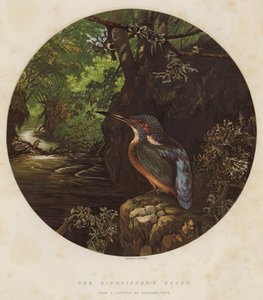 Kingfisher