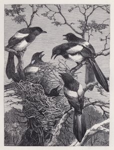 Saksağan ve Yuvaları (gravür) by Harrison William Weir