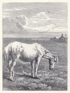 Yaşlı At (gravür) by Harrison William Weir