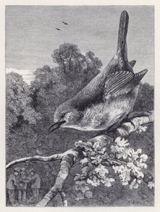 Robin Oğlanları Yuvada İzlerken (gravür) by Harrison William Weir