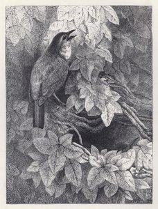 Robins