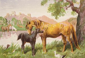  by Harrison William Weir