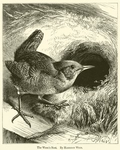 Wrens Yuvası by Harrison William Weir