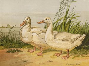 Beyaz Aylesbury Ördekler (chromolitho) by Harrison William Weir