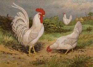 Beyaz Leghorns (chromolitho) by Harrison William Weir