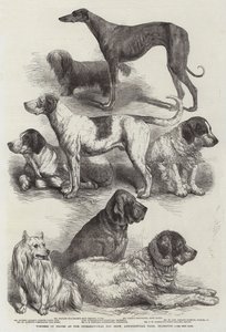 Uluslararası Köpek Gösterisi, Tarım Salonu, Islington