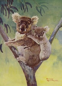 Bir okaliptüs ağacında koala ayısı ve joey, Avustralya (renkli taş) by Harry Rountree