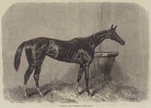 Regalia, Oaks