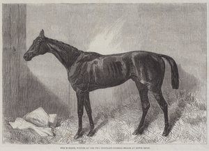 Marquis, Newmarket