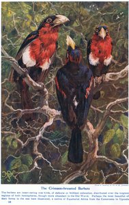 Crimson Crested Barbets, 