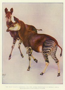 Okapi (Ocapia Johnstoni), Orta Afrika