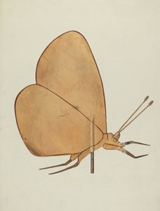 Kelebek Rüzgar Gülü, c. 1938. by Hazel Hyde