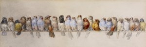 A Levrek of Birds, c.1880 (kağıt üzerine suluboya ve grafit)