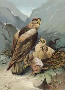 Kartal ve yavrusu (chromolitho)