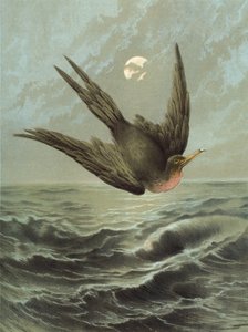 Fırkateyn Kuşu (chromolitho)