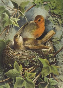 Robin ve yuvası (chromolitho) by Hector Giacomelli
