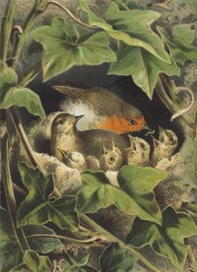 Robin, gençleri besliyor (chromolitho) by Hector Giacomelli