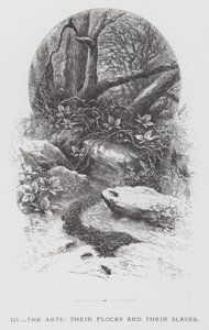 Böcek: Karıncalar, Sürüleri ve Köleleri (gravür) by Hector Giacomelli