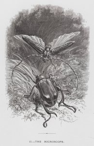 Böcek: Mikroskop (gravür) by Hector Giacomelli