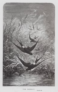 Böcek: Peşinde (gravür) by Hector Giacomelli