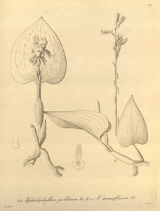 Bu dosya Biodiversity Heritage Library