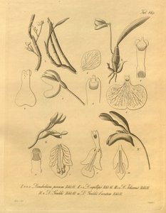 Bu dosya Biodiversity Heritage Library