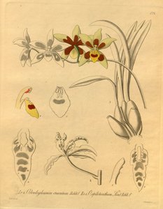 Bu dosya Biodiversity Heritage Library