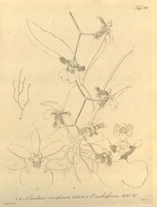 Bu dosya Biodiversity Heritage Library