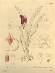 Bu dosya Biodiversity Heritage Library