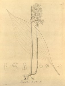 Bu dosya Biodiversity Heritage Library