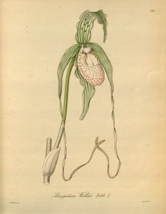 Bu dosya Biodiversity Heritage Library