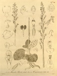 Bu dosya Biodiversity Heritage Library